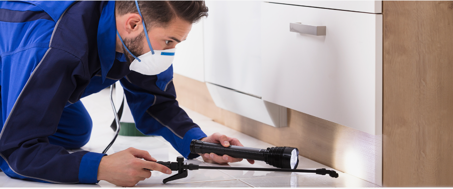 Eagle Pass pest xpert removal